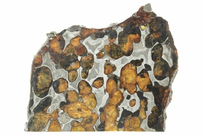 Polished Sericho Pallasite Meteorite ( g) Slice - Kenya #249880
